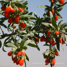 Стандартный Acaid ЕС ягоды годжи ягоды годжи цена сухофруктов